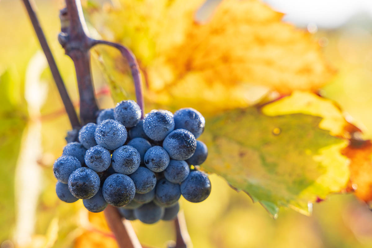 fotografia di vini e cantine grappolo d'uva tra i vigneti Marco Arduino fotografo